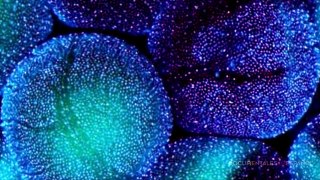 Mitos y verdades de las células madre