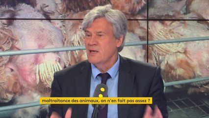 Maltraitance des animaux : "Je suis favorable à la généralisation de la vidéosurveillance", explique Stéphane Le Foll #8h30politique
