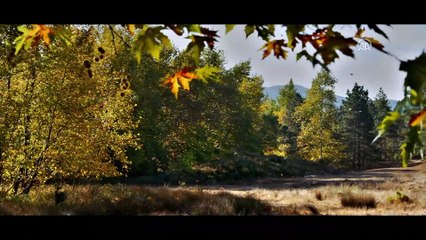 Sinema - Ahlat Ağacı - İSTANBUL