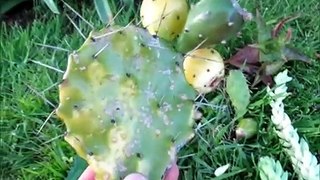 Prickly Pear Cus Growing out of a Fruit!?!