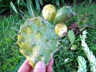 Prickly Pear Cus Growing out of a Fruit!?!