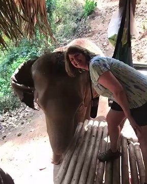 Un éléphant veut être seul sur la photo