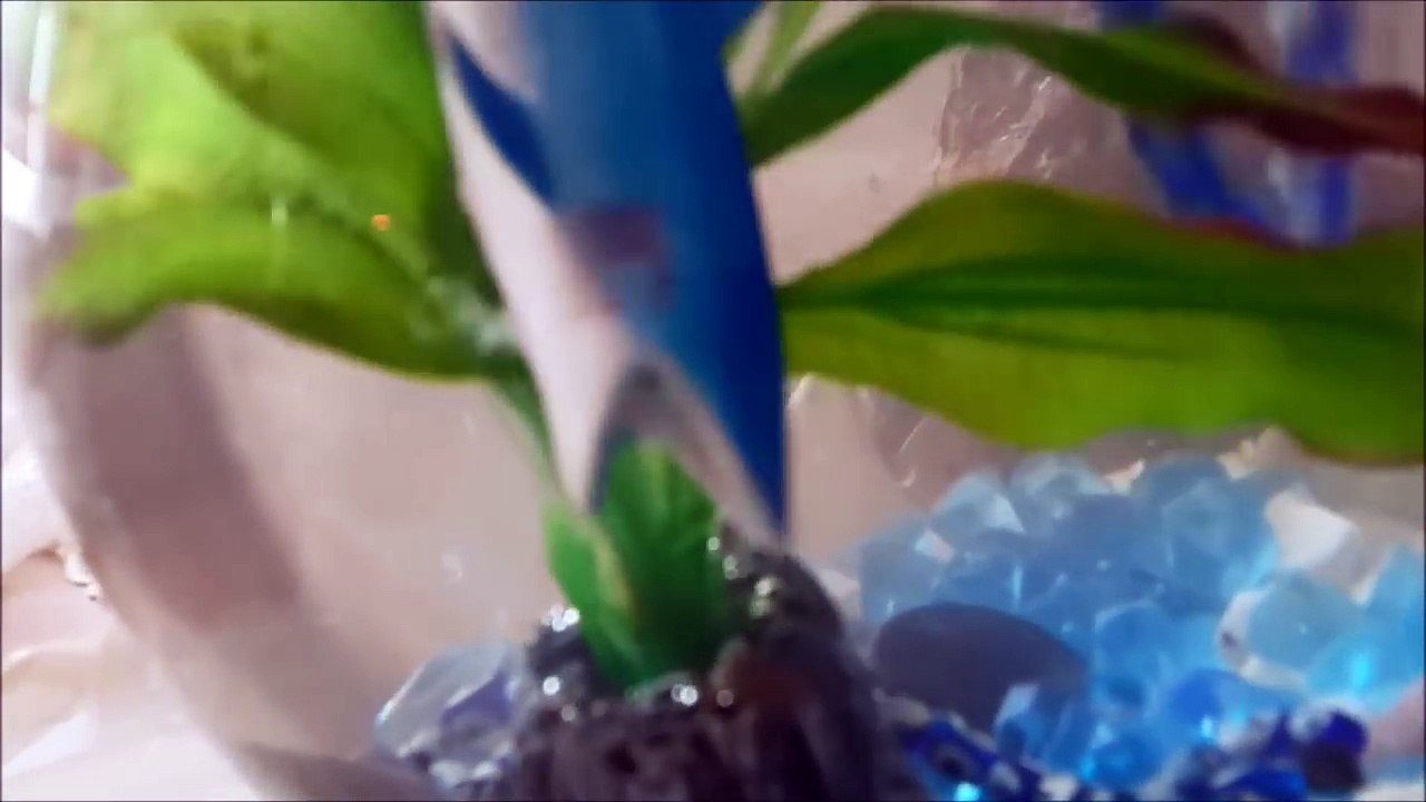 Shark fish tank. Toy sharks. Shark Aquarium