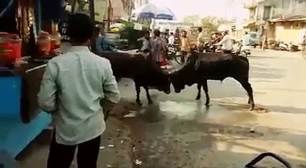 दोनों सांड लड़ते लड़ते लड़की पर चढ़ गए /देसी सांड की जोरदार लड़ाई वीडियो