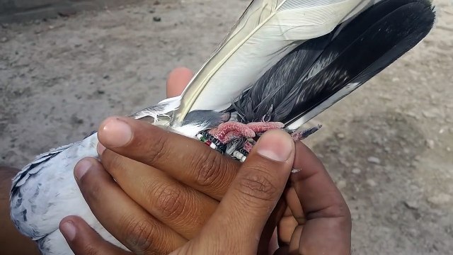 How to check pigeons quality and specifications - FEROZPURI PIGEONS, TEDDY PIGEONS