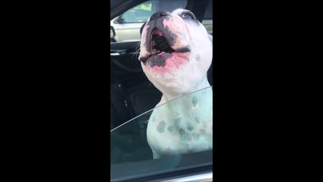 Voici pourquoi vous ne DEVEZ PAS apprendre à votre chien à chanter