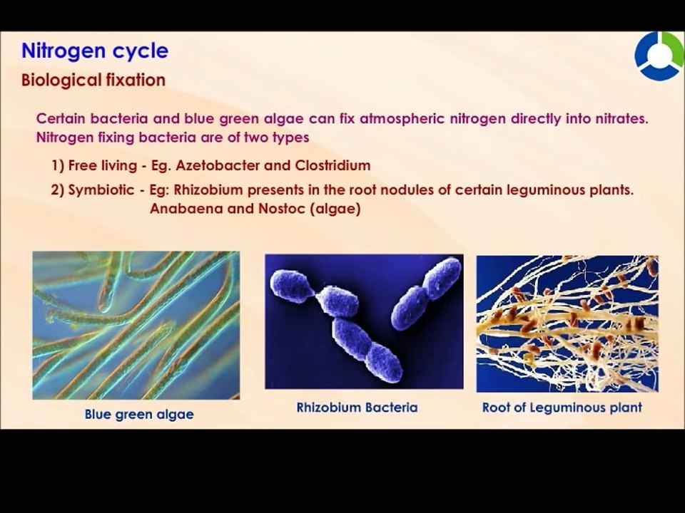 THE NITROGEN CYCLE