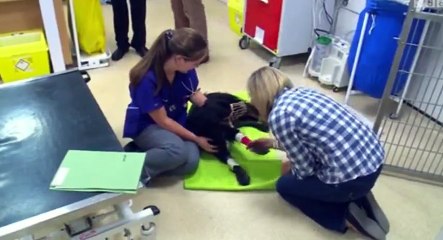 Young Vets S01  E02 Episode 2 - Part 01