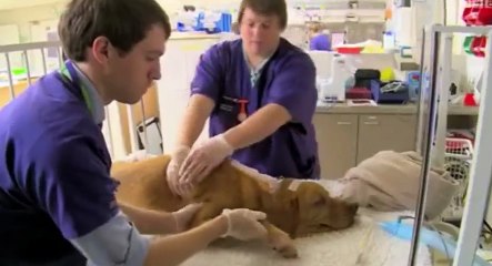 Young Vets S01  E03 Episode 3 - Part 02