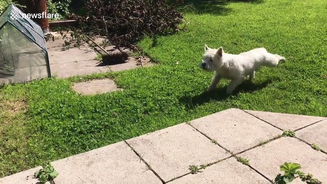 Partially sighted West Highland terrier freaks out at seeing his shadow for the first time