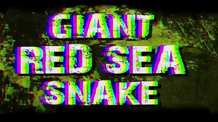 Giant Snake Caught in Red Sea