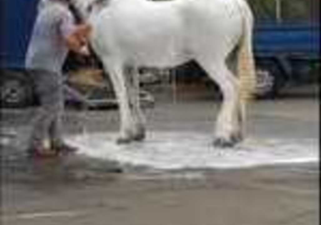 Men Wash Horse With Car Wash Hose at Gas Station