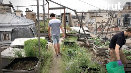 Un jardin potager expérimental sur les toits d'AgroParisTech