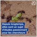 Des fourmis scrutées de près par des chercheurs