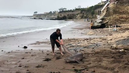 Man Reeling in a 7 Gill Shark