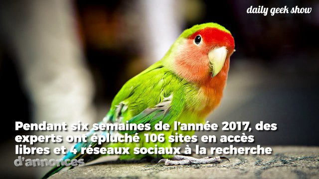 Le trafic d'animaux sauvages s'aggrave à cause des sites de ventes en ligne