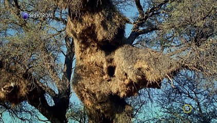 David Attenborough - A Természet Csodái S02e08