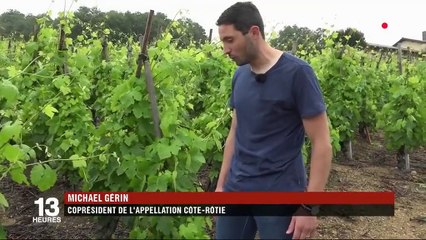 Vignobles : un dispositif permet de lutter contre la grêle