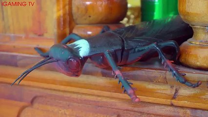 SHARK VS DINOSAURS REAL LIFE | THE WILD COCKROACH GIANT HUGE EATING FOOD AND ATTACK SHARK DINOSAURS