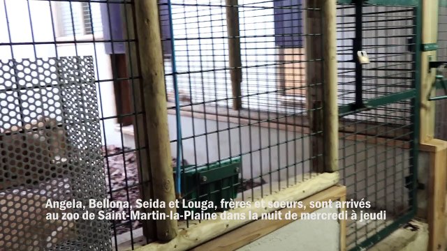 Quatre lions recueillis par Tonga terre d'accueil