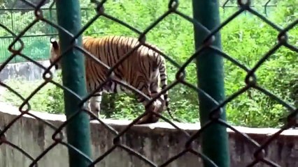 Bangladeshi National ZOO(Tiger,Lion,Monkey etc) Dont Miss It