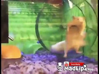 Los mejores DOBLAJES en ESPAÑOL Madlipz - Mayo 2018