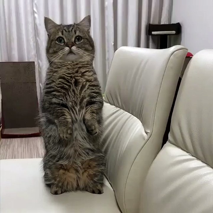 Funny Cats Dancing To Music - Cats Dancing To Music Compilation