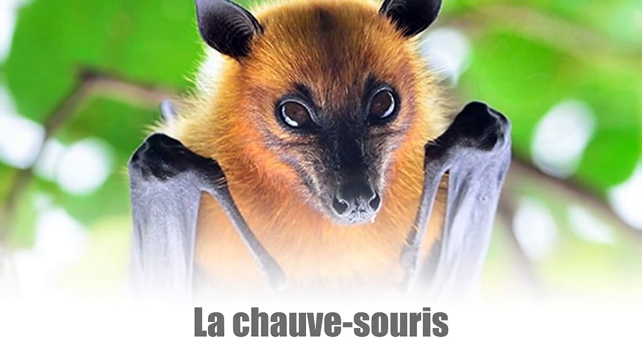 COMMENT LES ANIMAUX VOIENT LE MONDE - Lama Faché