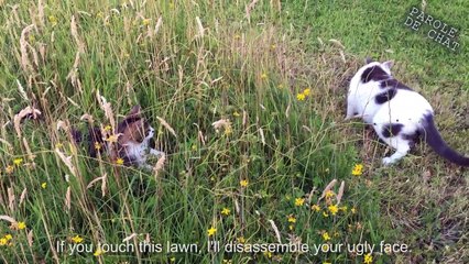 LES GROS MOTS 3 (la revanche du dominé) -  PAROLE DE CHAT