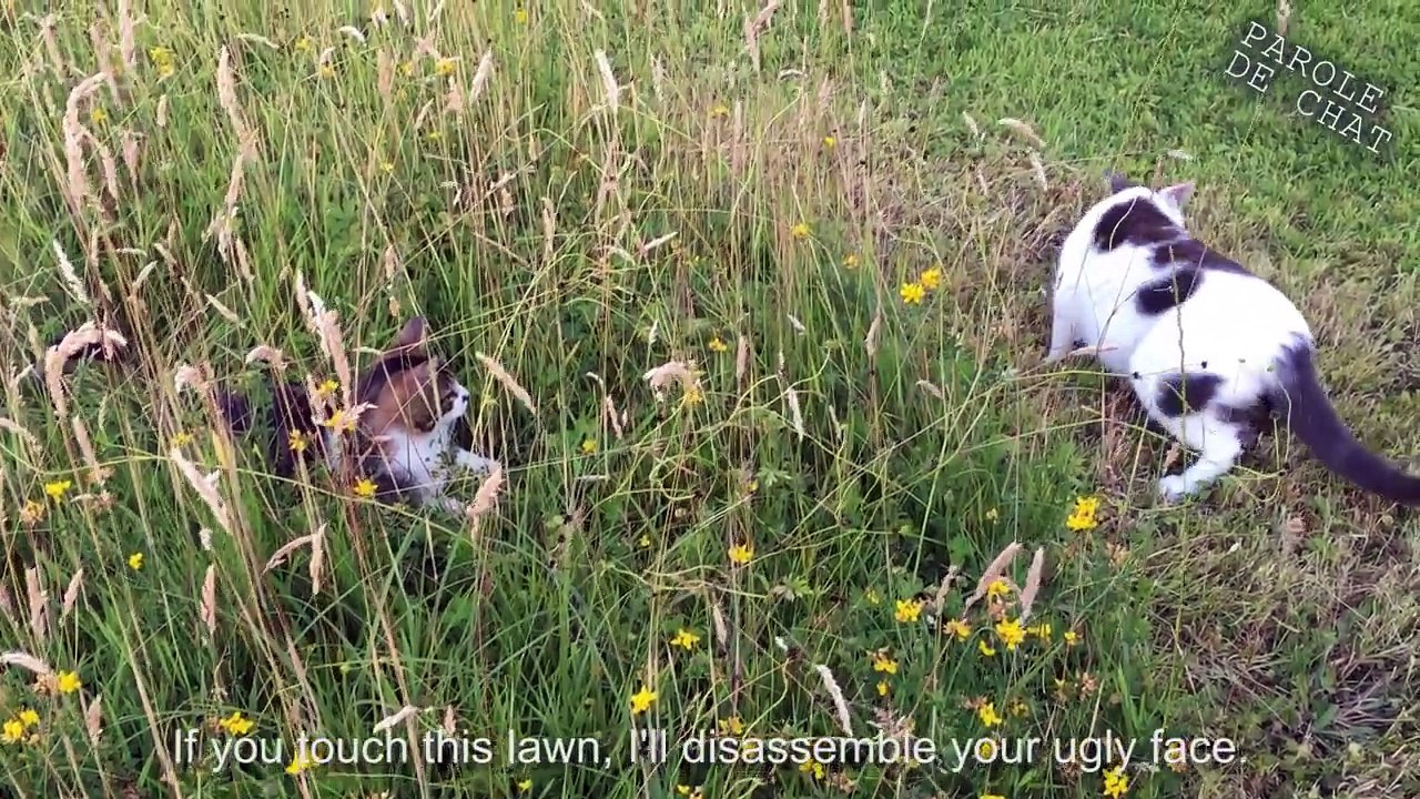 LES GROS MOTS 3 (la revanche du dominé) -  PAROLE DE CHAT