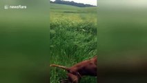 Excited dog jumps around field like kangaroo