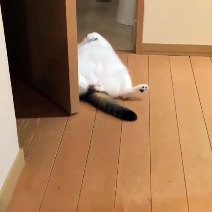 Funny CATS guaranteed to make you laugh Funny cat compilation