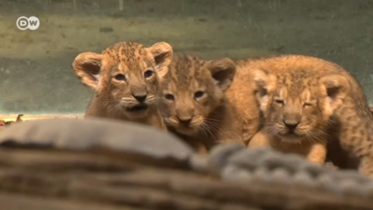 Frankfurt hayvanat bahçesinin yeni üyeleri ziyaretçilerle buluştu