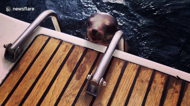 Injured sea lion pup desperate for help jumps onto boat in California