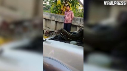 Python Caught In Car Engine
