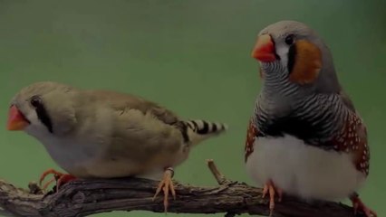 Ai đã từng nuôi chim Di sẽ biết mỗi khi chim non ăn là căng hết cả diều