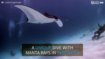 Diver swims with massive, majestic manta rays