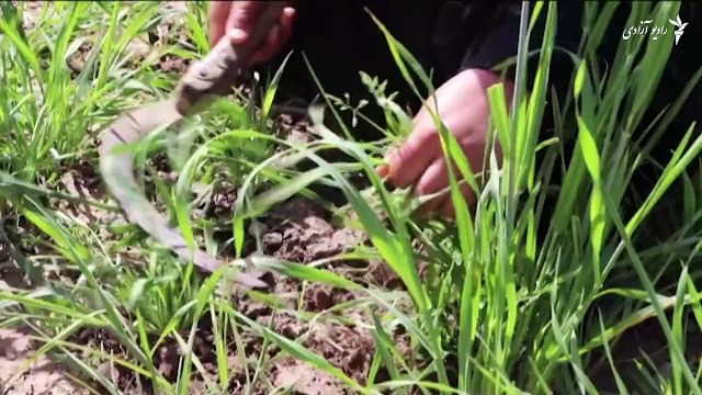 خواهران لایقه هم که بزرگ شدند مکتب نروند لایقه سیزده ساله بود که از حق آموزش محروم ساخته شد.این دختر شانزده ساله ی هراتی آرزو داشت بهترین آموزش ممکن را فرا گ