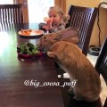 Ce lapin géant mange une salade à table comme un enfant !