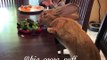 Ce lapin géant mange une salade à table comme un enfant !