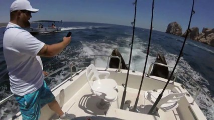 Ces lions de mer montent sur un bateau pour demander du poisson