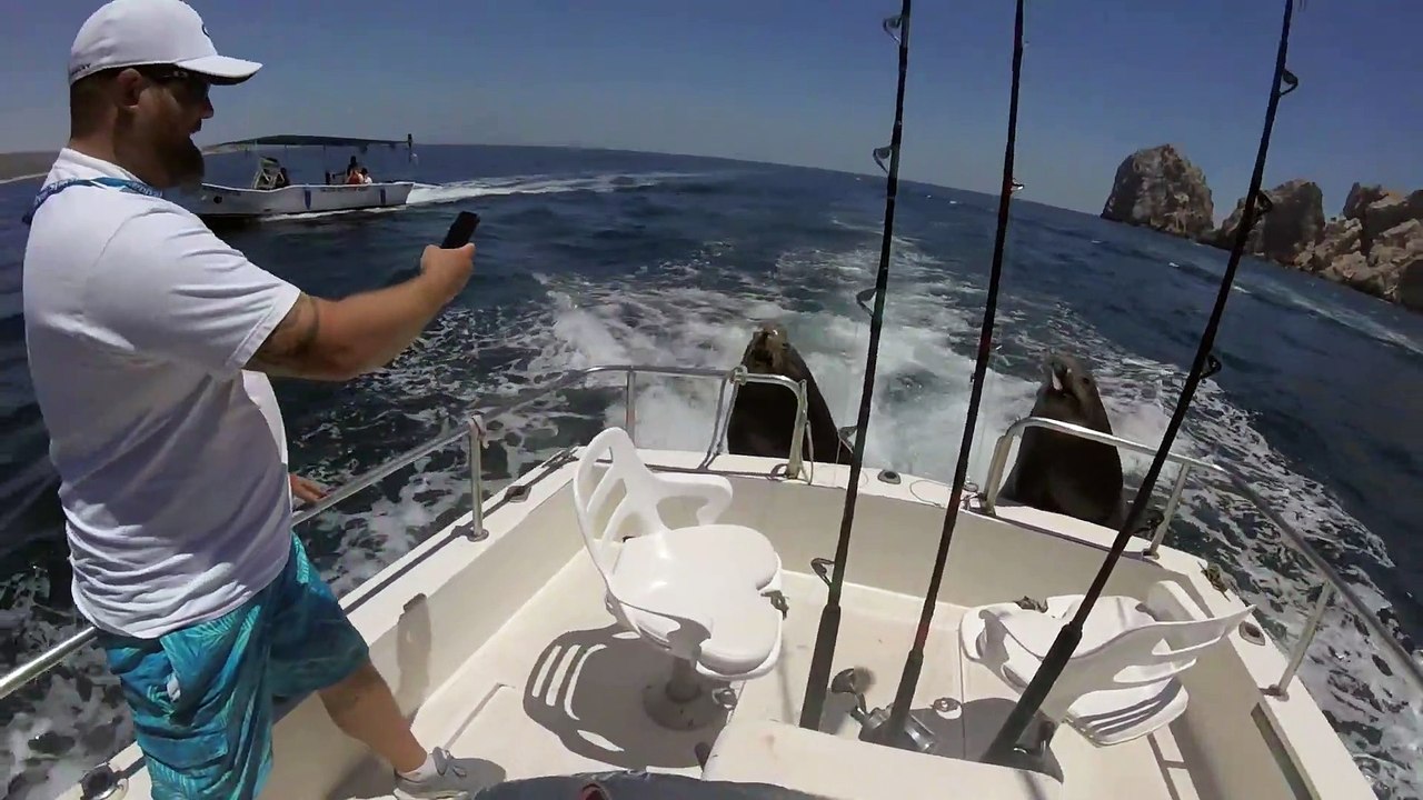 Ces lions de mer montent sur un bateau pour demander du poisson