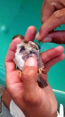 Salvando passarinho, com larvas de berne