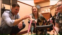 Puppy with 3 Broken Legs After Getting Thrown from Overpass Finds Foster Family