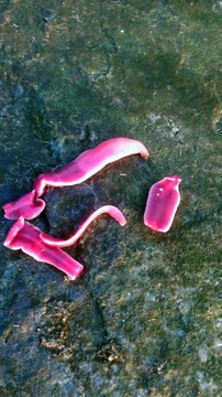 Ces vers sont terrifiants...