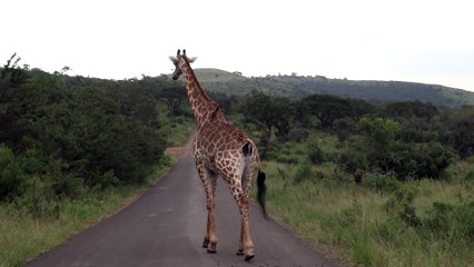 Cette girafe a un copain sympa qui lui nettoie le popotin