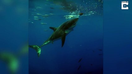 Ce grand requin blanc crée un tourbillon incroyable en plongeant