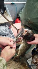 Ce brochet a eu les yeux plus gros que le ventre