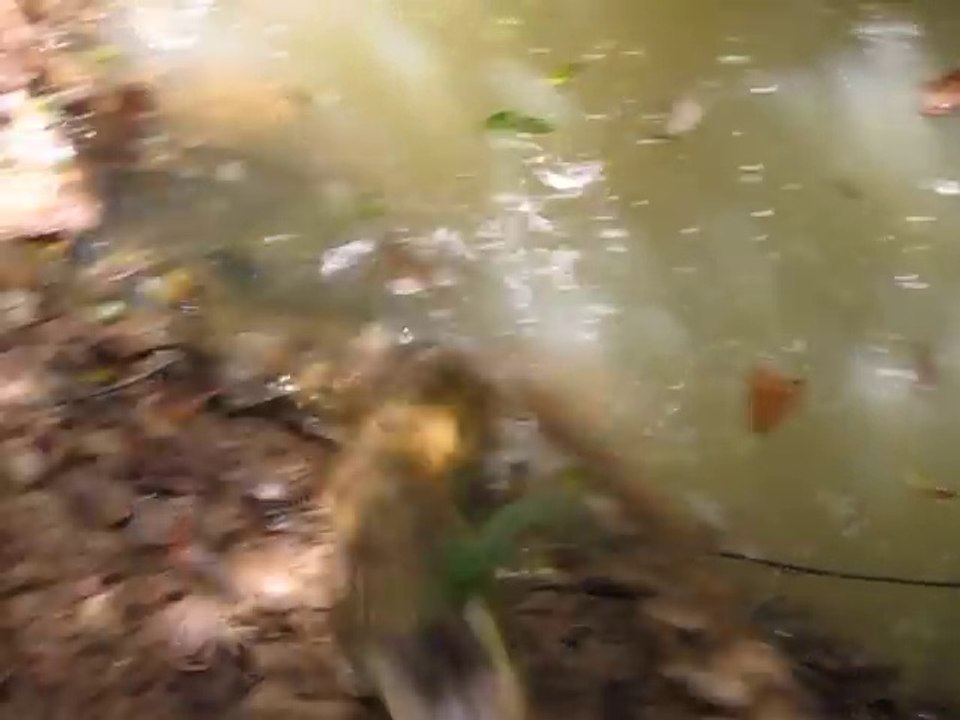 Avez-vous vu l'anaconda? Parce que lui vous a vu