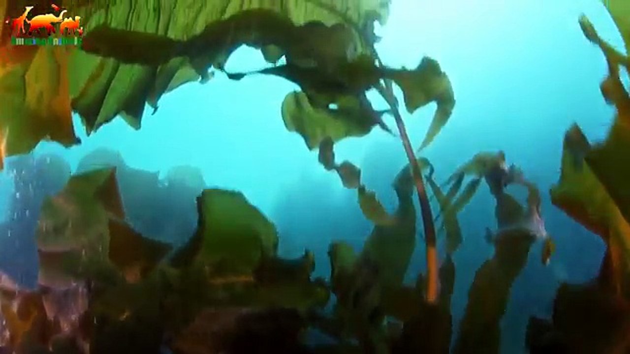 Behind Russias Frozen Curtain. Franz Josef Land FULL HD - Documentary 2018 on Amazing Animals TV